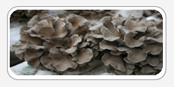 Maitake