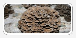 Maitake