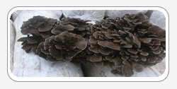 Maitake