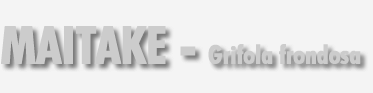Maitake